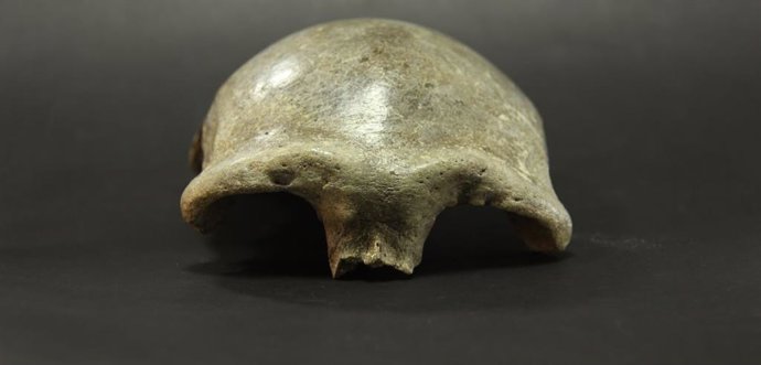 Cráneo de humano moderno hallado en Mongolia