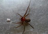 Foto: Llega la temporada alta de las "arañas de rincón" en Chile, ¿por qué pueden causar la muerte?