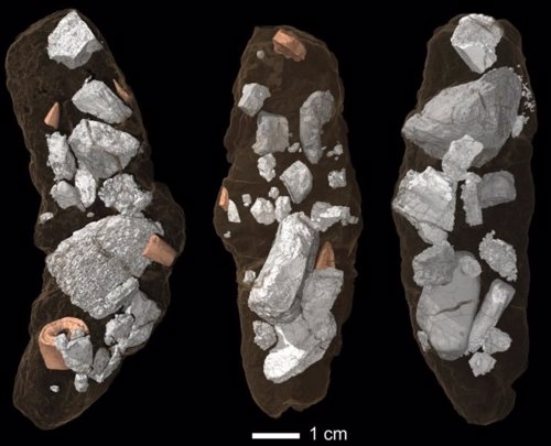 Coprolitos depositados por Snok wawelaki