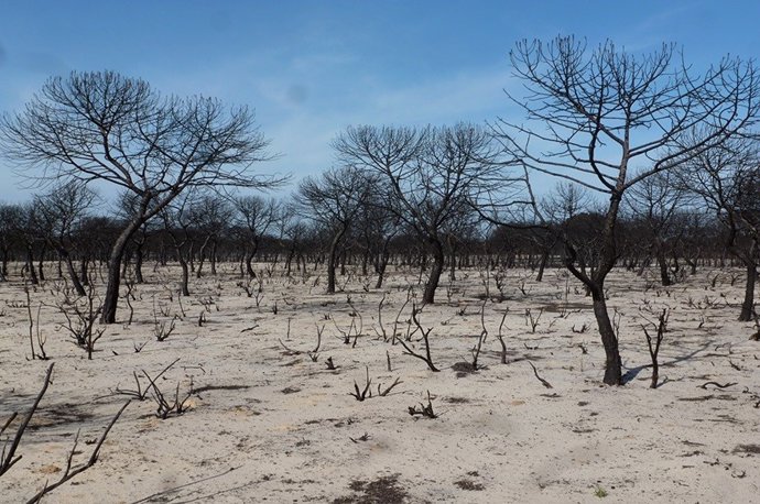 Entorno tras un incendio forestal