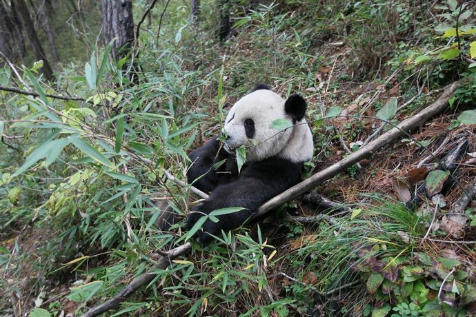 Panda gigante