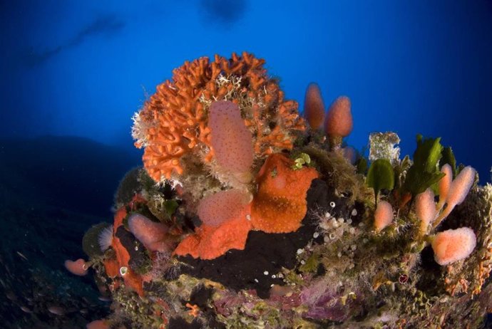 Falso coral (Myriapora truncata)