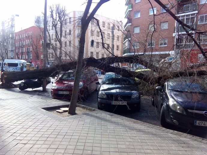 Cae un árbol de gran envergadura en la calle Embajadores de Madrid