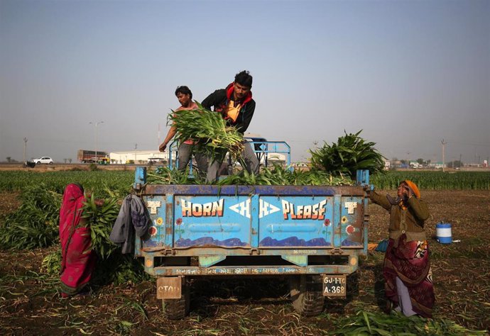 Trabajadores en una granja en India