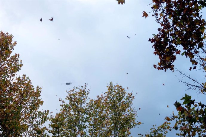 Lluvia, viento y caidas de hojas