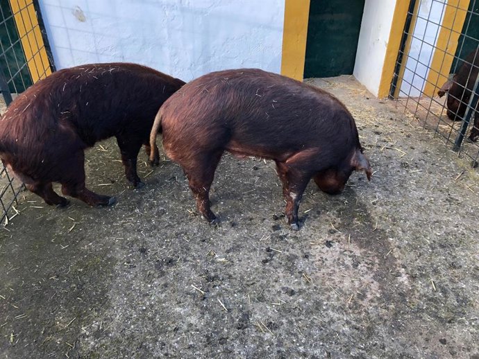 Cerdos de la raza Duroc