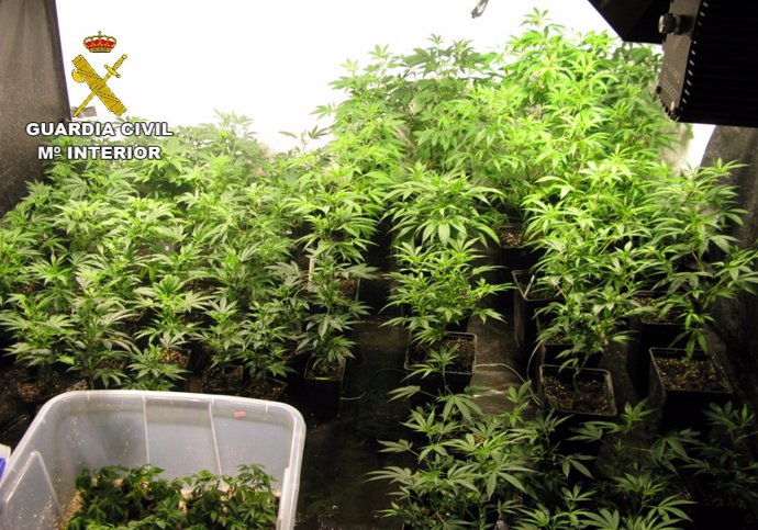 Planta de marihuana que la Guardia Civil encontró en casa de uno de los detenido