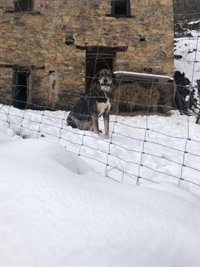 'Helena' comienza a remitir este domingo pero todavía deja en riesgo a 29 provincias por bajas temperaturas y nieve