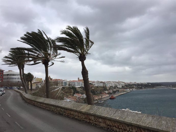 Palmeras afectadas por el fuerte viento en Menorca