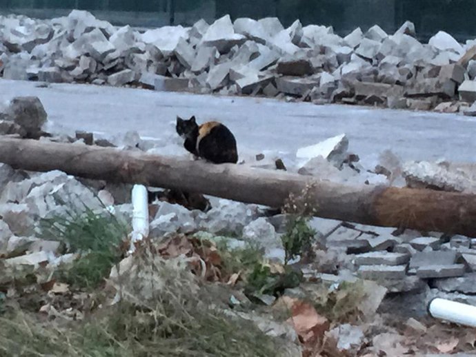 Una gata en la colonia destruida por las obras de Ca L'Aranyó en Barcelona