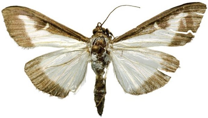 La polilla del boj, especie invasora, aterriza por primera vez en Madrid