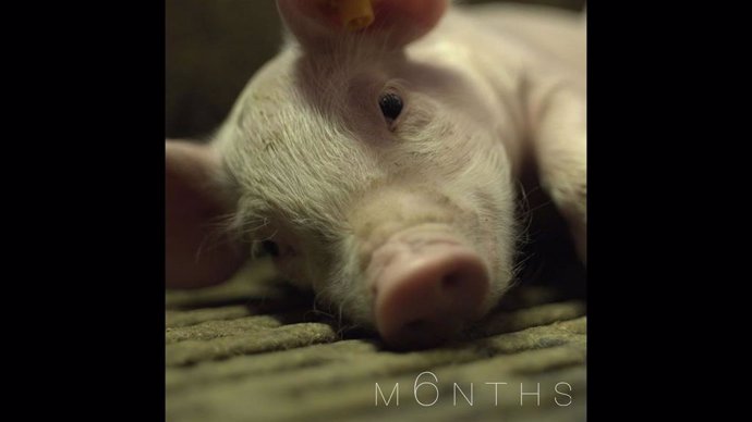 Fotograma del cortometraje M6NTHS, sobre los cerdos criados en granjas