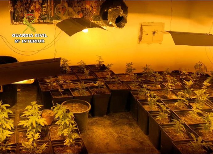 Guardia Civil desmantela un punto de producción y distribución de marihuana y de