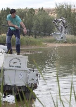 Pescando truchas en un río de Madrid