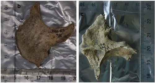Fragmentos de cráneo utilizados en el estudio