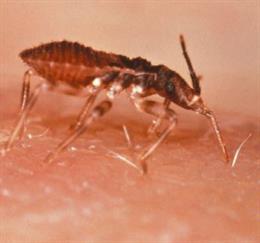 Mosquito que transmite el Chagas