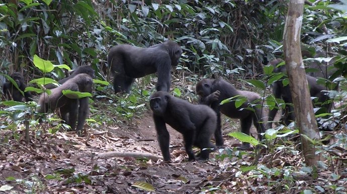 Grupo de gorilas occidentales de llanura en la selva de Ngaga (República del Con