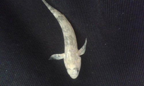 Nueva especie estudiada cerca de la costa sudafricana