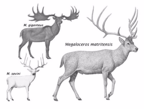 Especies de ciervos del Pleistoceno