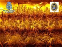 Desmantelada una plantación de marihuana en una vivienda rural de Jerez tras una operación con un detenido