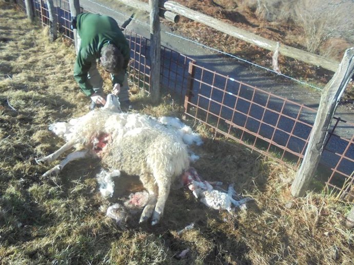 Oveja atacada por el lobo esta misma semana en Laviana.
