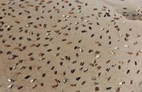 SEO/BirdLife dice que la "sobreexplotación de aguas e inadecuada gestión" de Doñana amenaza el futuro de aves acuáticas