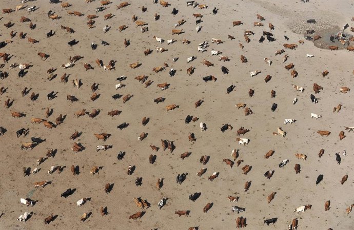 Ganado vacuno en Doñana