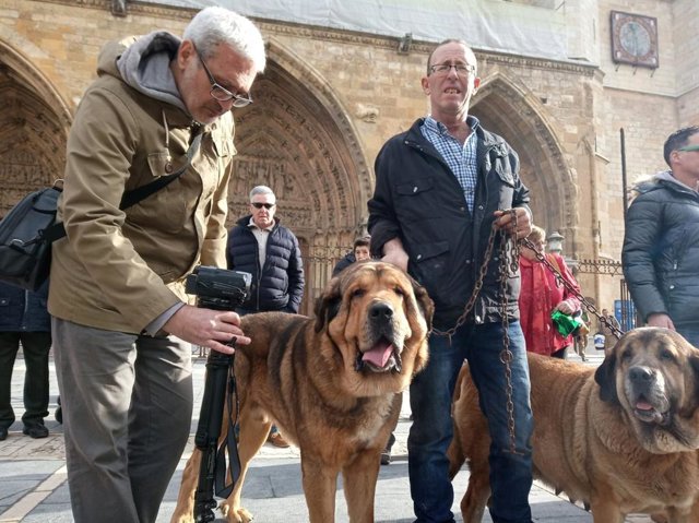 Mastines leoneses en el acto