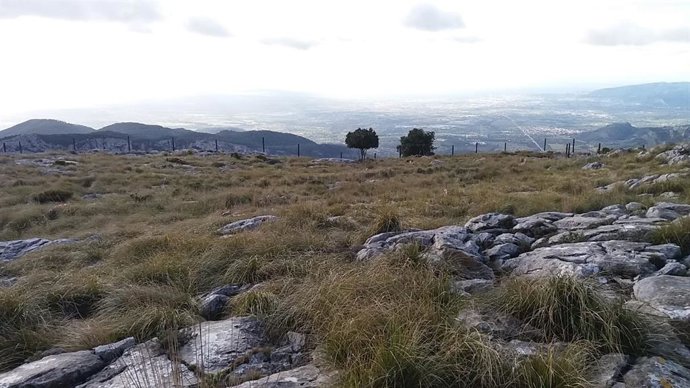 Espacio de la Serra d'Alfbia donde, según el GOB, se pretende construir una viv