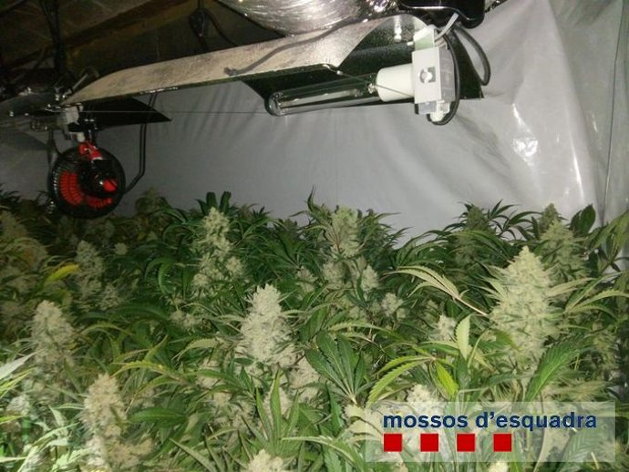Desmantellen un cultiu de marihuana amb 600 plantes a Sarri de Ter (Girona)