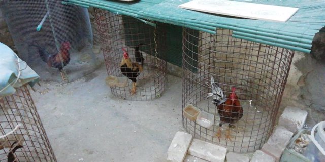 Algunos de los gallos encontrados en el cobertizo