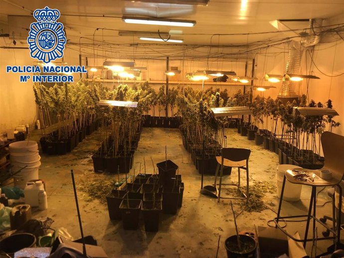 Plantación de marihuana en una nave industrial de Huércal de Almería