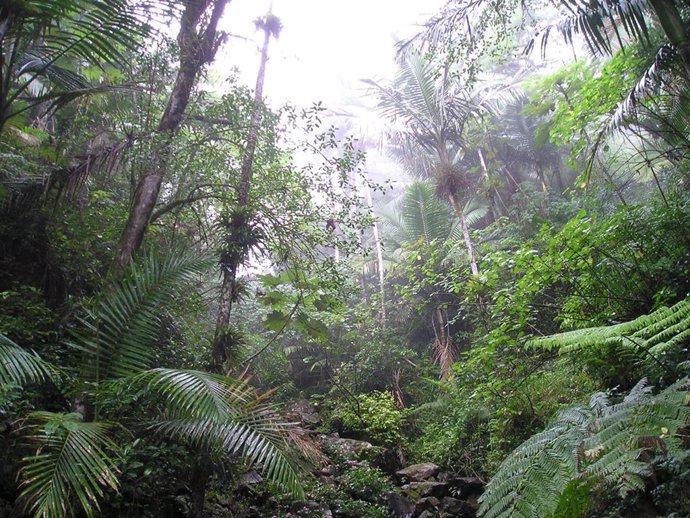 Bosque Tropical