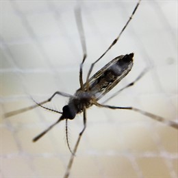 Mosquito aedes hembra, dengue