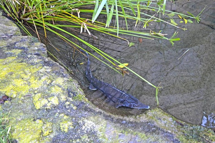 Nuevos esturiones en Bioparc