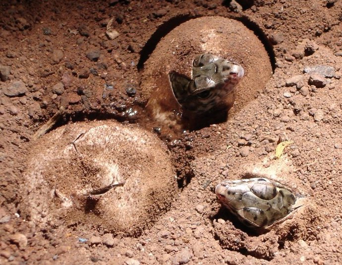 Lagarto gigante de La Gomera