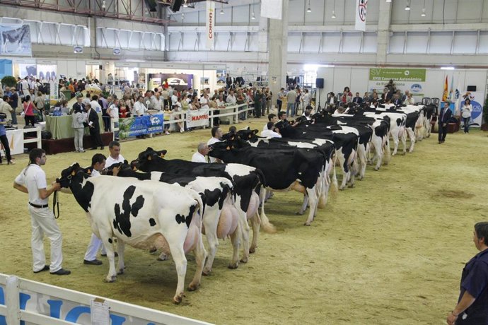 Vacas frisonas en un concurso de ganado.
