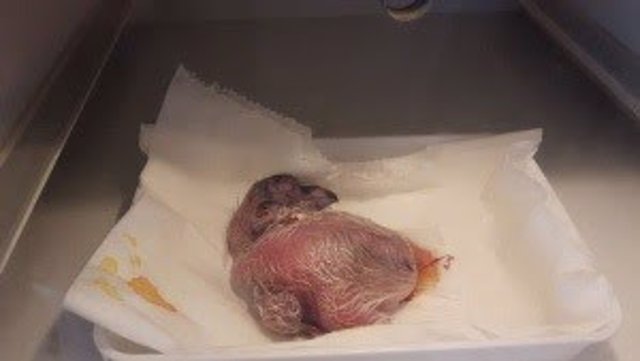 El primer polluelo de quebrantahuesos nacido en esta temporada de cría en captiv