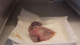 El primer poll de trencalós nascut durant aquesta temporada de cria en captivita