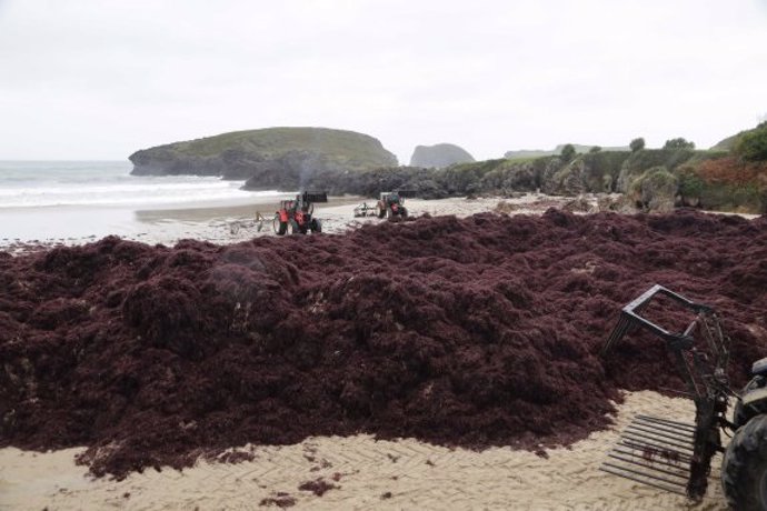 Varios ocleros recolectan algas de arribazón con tractores