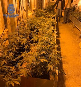 Nota De Prensa Y Fotografía:"La Policía Nacional Desmantela Una Plantación De Ma