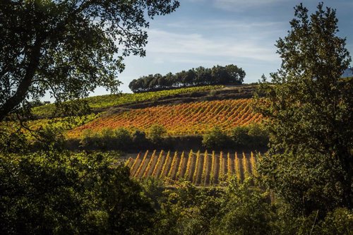 Viñedos de La Rioja 