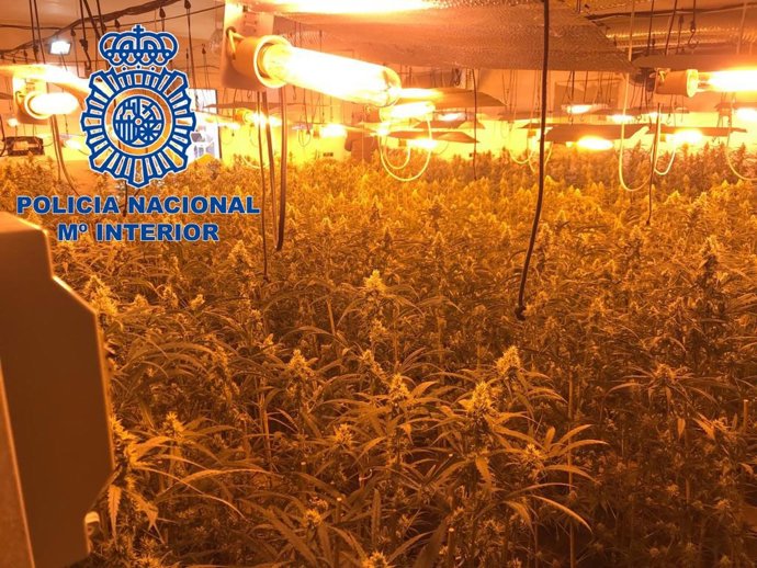 Plantación marihuana en Mérida