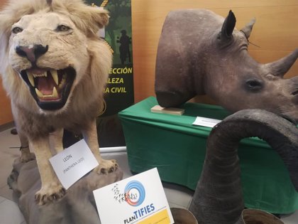 La Guardia Civil interviene más de 200 piezas disecadas de elefantes, leones  y jirafas en Alicante