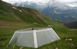 Las plantas alpinas sufren el cambio climático