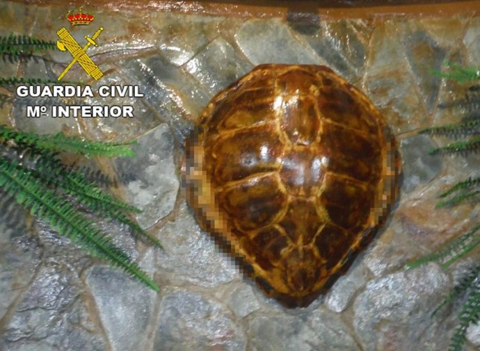 Caparazón de una tortuga boba