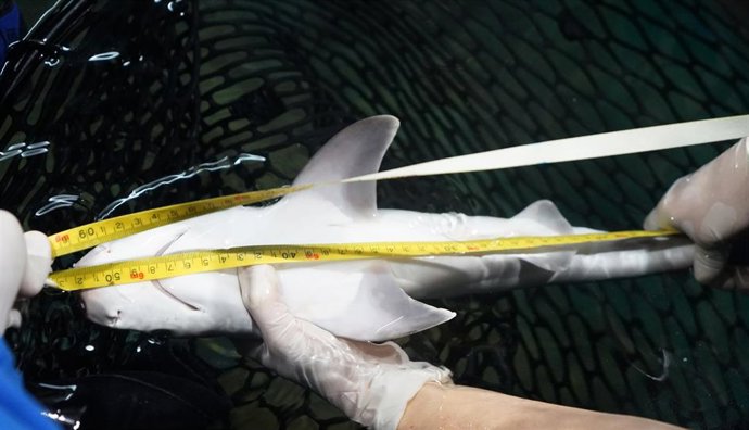 Pesaje y medición del tiburón gris
