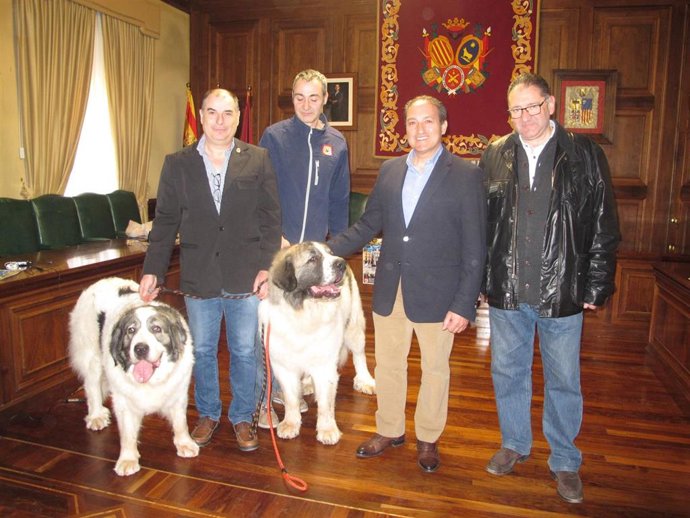 La exposición sobre el Mastín del Pirineo se ha presentado hoy en el Ayuntamient