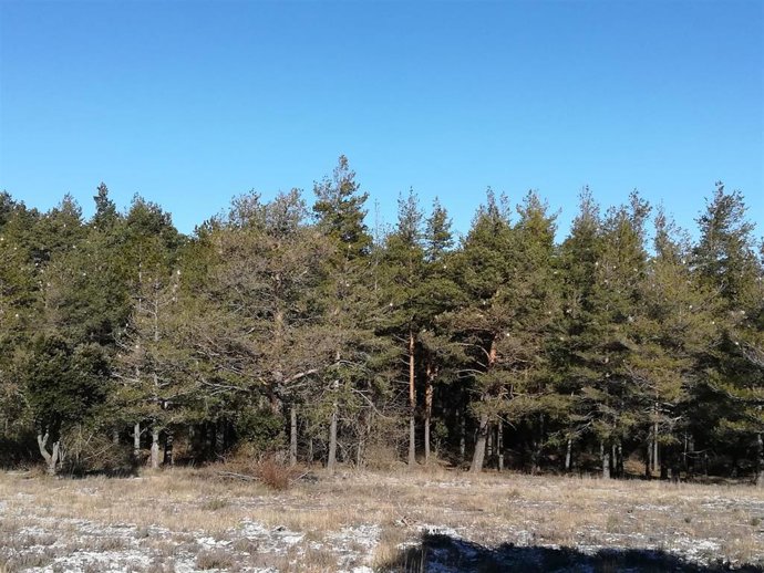 Bosques en las montañas de Prades (Foto anónima)