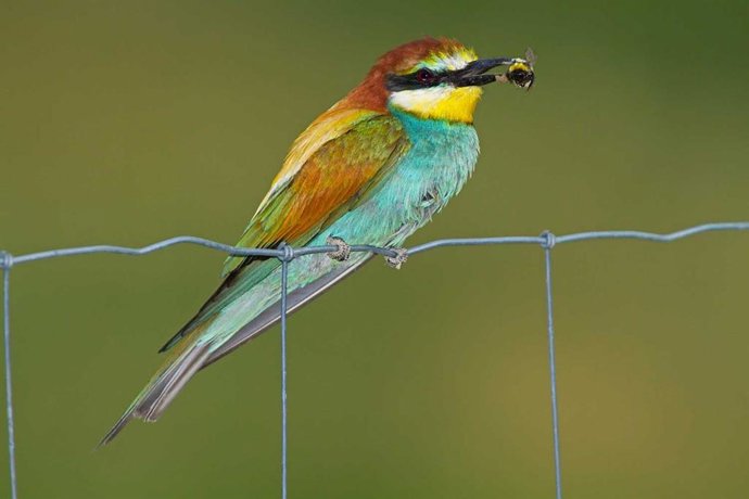 La muestra fotográfica 'Aves al natural' expone obras de Joaquín Querol